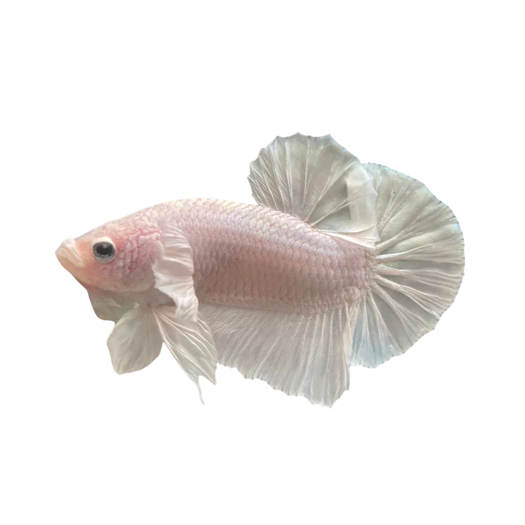 Betta Yazılım logosu